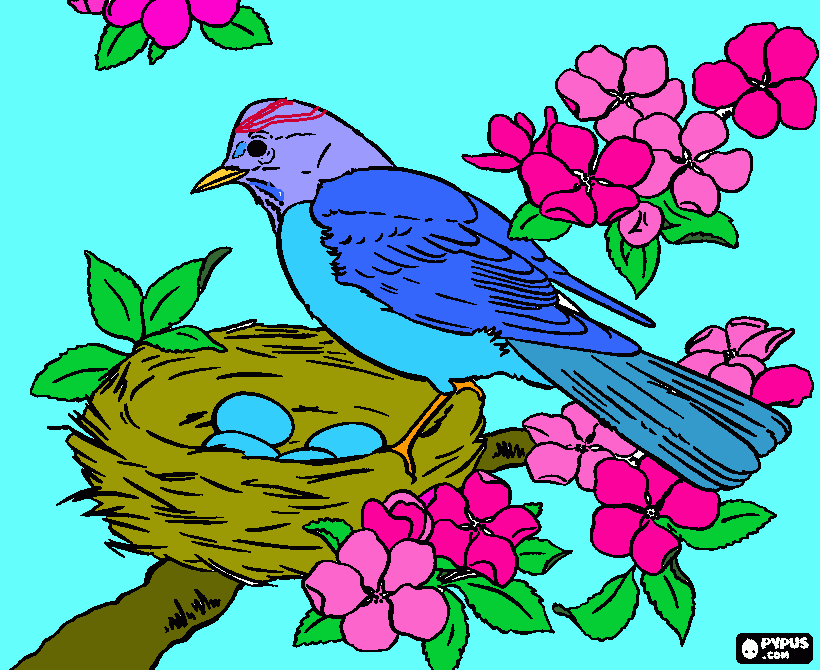 birdie! coloring page