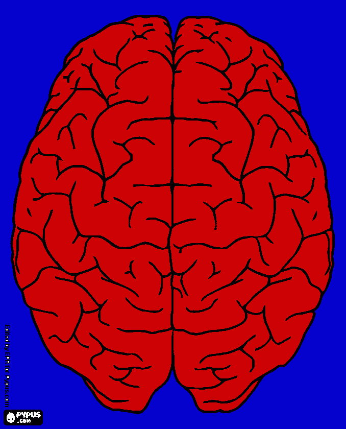 brain coloring page