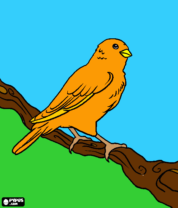 canary bird painting coloring page