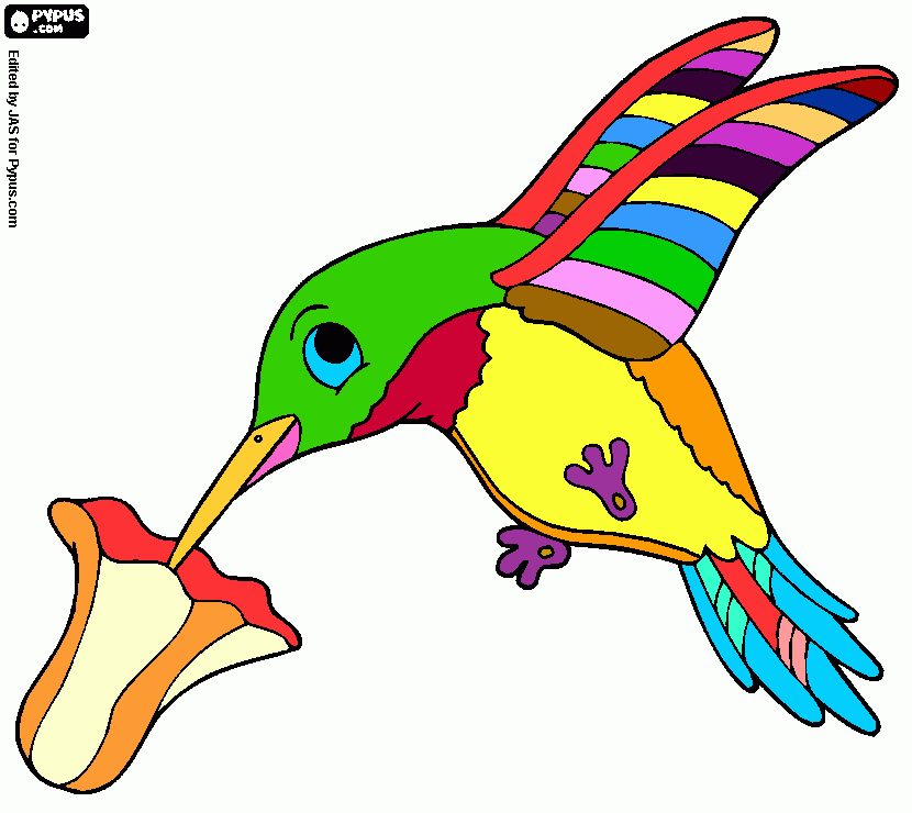 colibrì coloring page