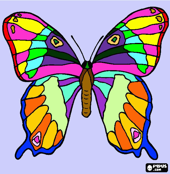 colorful butterfly coloring page