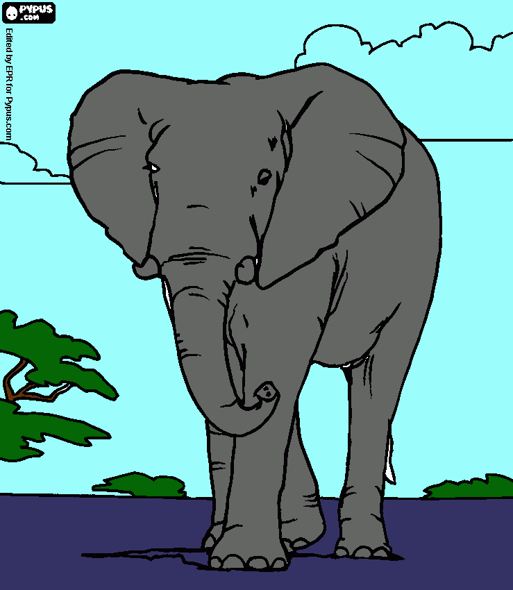 daddy elephant from africa willdlife coloring page