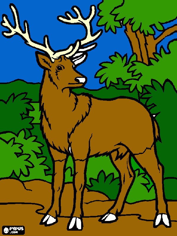 Deer in the woods coloring page