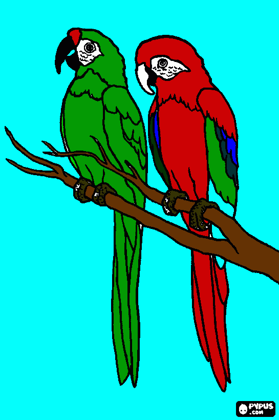 macaw coloring page