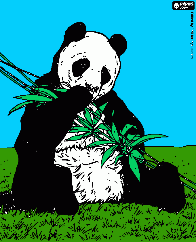 Patti the Panda coloring page