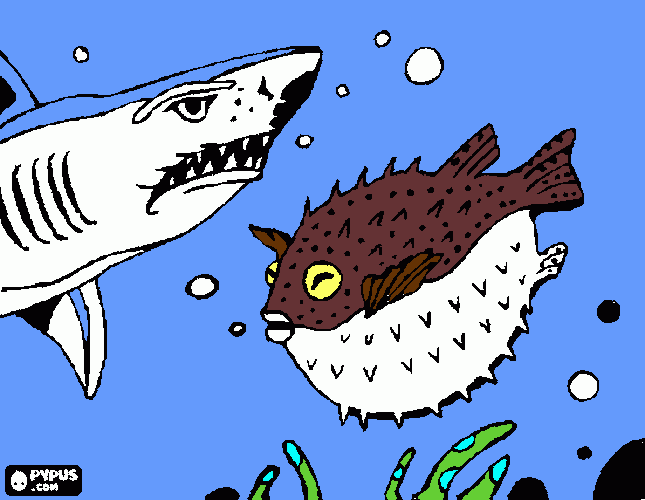 pufferfish coloring page