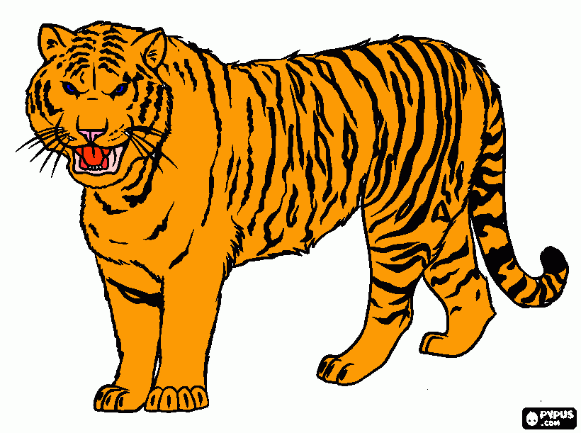 Siberian Tiger coloring page