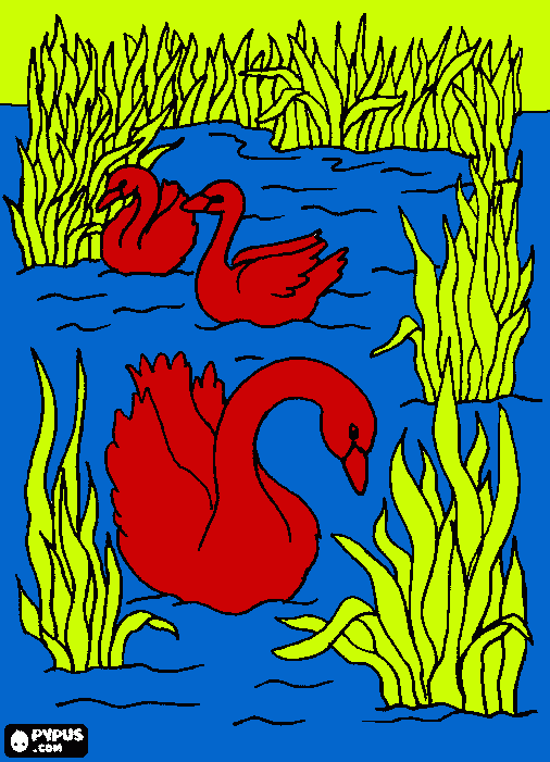 Swans swimming calmly between the aquatic plants  coloring page