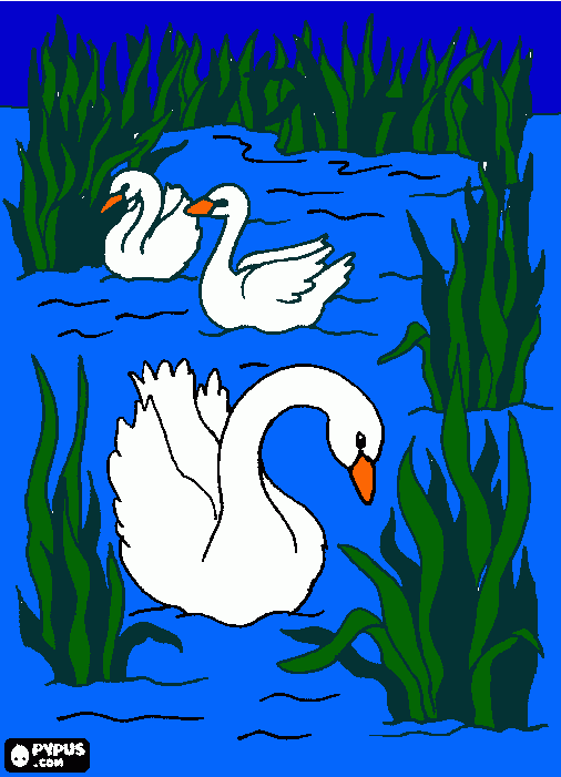 swans coloring page