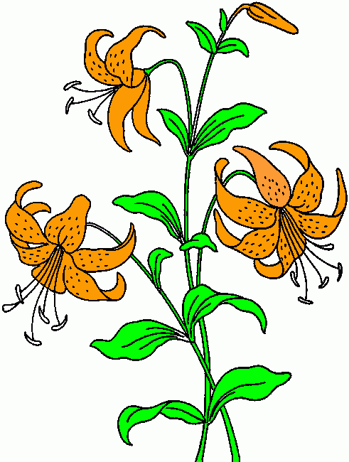 Tigerlilly coloring page