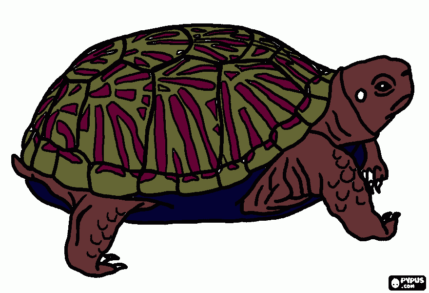 Timmothy the tattling turtle coloring page