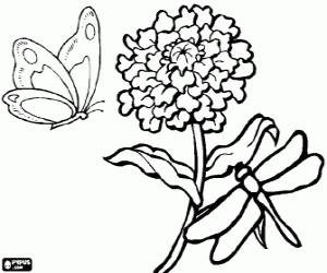 A chrysanthemum, a mum with a dragonflyand a butterfly coloring page
