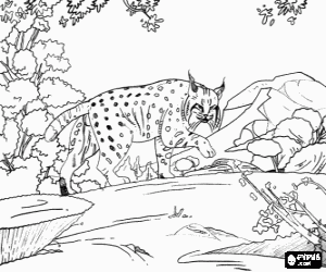 Adult lynx in a landscape of rocks and vegetation coloring page