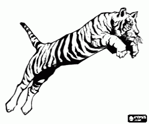 Adult tiger, the greatest feline of the world, in a jump coloring page