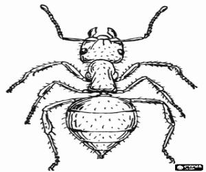 Ant, an insect that exists practically anywhere in the world coloring page