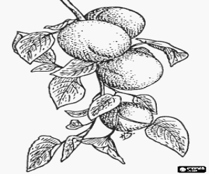 Apricots, fruits ripening on the tree coloring page