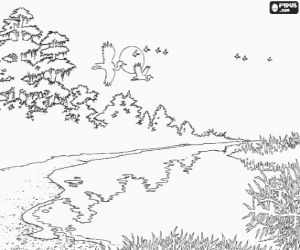 Bank of a river with vegetation and the birds flying coloring page