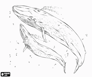 Blue whales, the blue rorqual is the largest animal that has ever existed on Earth coloring page