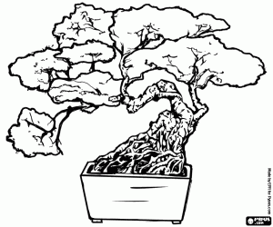 Bonsai tree, miniature tree in a tray following the Japanese art of bonsai coloring page