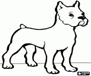 Bulldog with its short tail and upright ears coloring page