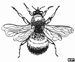 Bumblebee, a robust and hairy insect coloring page