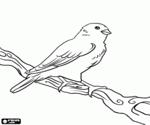 Canary looking at the world from the top of a branch coloring page