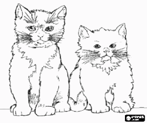 Cats with long whiskers looking ahead coloring page