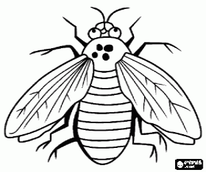 Common fly with its two wings and large eyes coloring page
