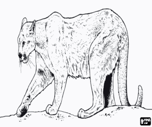Cougar, puma, mountain lion, catamount or panther, a great solitary feline coloring page