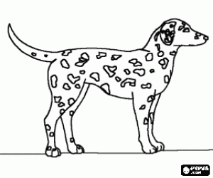 Dalmatian dog with its skin covered in spots coloring page