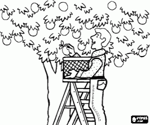 Farmer or farm worker picking fruit from a tree from the top of a ladder coloring page
