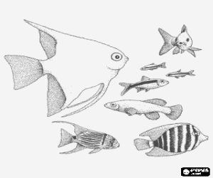 Fishes of different species and sizes coloring page