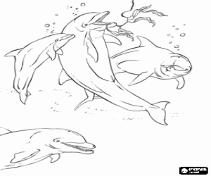 Group of dolphins with a young one swimming in the sea coloring page