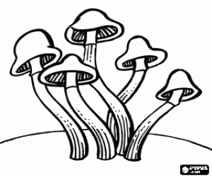 Group of mushrooms with long stalk and small bell-shaped cap coloring page