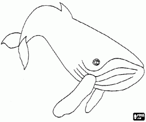 Humpback whale, a solitary animal that lives in oceans around the world coloring page