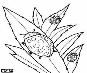 Ladybirds - Ladybugs - Lady beetles on the leaves of a plant coloring page