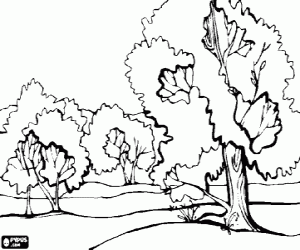 Landscape of a plain with large trees coloring page
