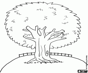 Large evergreen tree in a enclosure coloring page