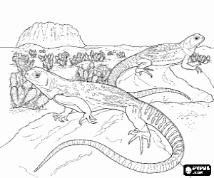 Large lizards on some rocks in a desert with cactus coloring page
