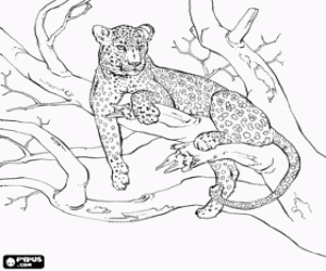 Leopard resting on the branch of a tree coloring page