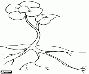 Little flower with its leaves and roots coloring page