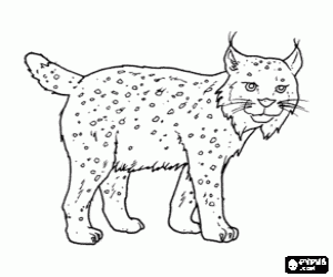 Lynx with strong legs, long ears, short tail and mottled fur coloring page