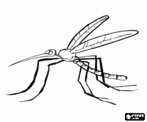 Mosquito with its long legs and beak-shaped mouth coloring page