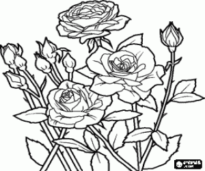 Open roses and rosebuds in a rosebush coloring page