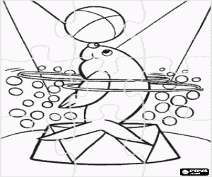 Puzzle of seal doing an exercise in the circus with hoops spinning around its body and a ball in the nose coloring page