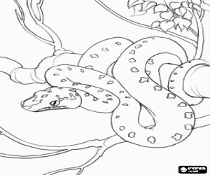 Snake of mottled skin coiled on a branch coloring page