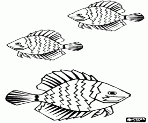 Striped fishes with large fins coloring page