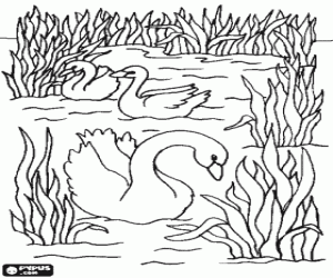 Swans swimming calmly between the aquatic plants coloring page