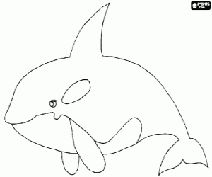 The orca or killer whale, the largest animal of the family of dolphins coloring page