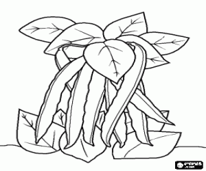 The pods, the green beans hanging on the plant coloring page